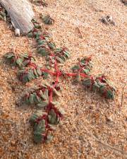 Fotografia da espécie Euphorbia peplis