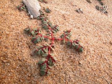 Fotografia da espécie Euphorbia peplis