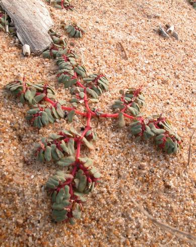 Fotografia de capa Euphorbia peplis - do Jardim Botânico