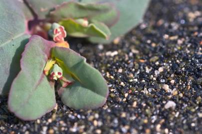 Fotografia da espécie Euphorbia peplis