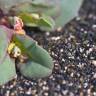 Fotografia 3 da espécie Euphorbia peplis do Jardim Botânico UTAD