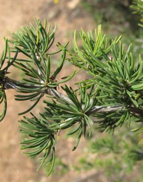 Fotografia 8 da espécie Asparagus albus no Jardim Botânico UTAD