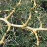 Fotografia 9 da espécie Asparagus albus do Jardim Botânico UTAD