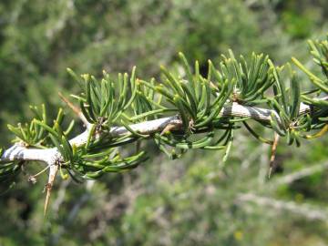 Fotografia da espécie Asparagus albus