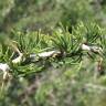 Fotografia 11 da espécie Asparagus albus do Jardim Botânico UTAD