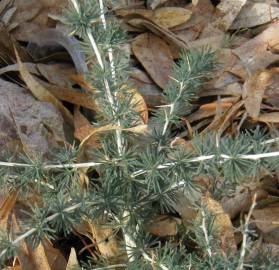 Fotografia da espécie Asparagus albus