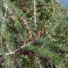 Fotografia 16 da espécie Asparagus albus do Jardim Botânico UTAD