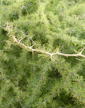 Fotografia 18 da espécie Asparagus albus no Jardim Botânico UTAD