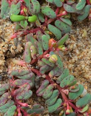 Fotografia 5 da espécie Euphorbia peplis no Jardim Botânico UTAD