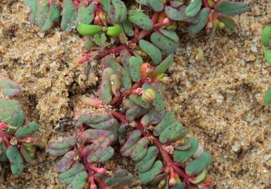 Fotografia da espécie Euphorbia peplis