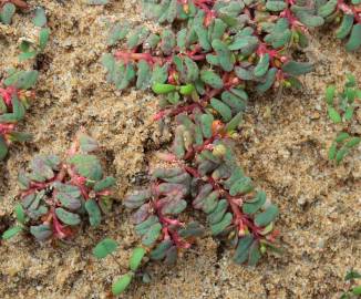 Fotografia da espécie Euphorbia peplis