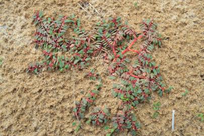 Fotografia da espécie Euphorbia peplis