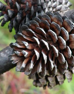 Fotografia 4 da espécie Pinus radiata no Jardim Botânico UTAD