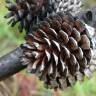 Fotografia 4 da espécie Pinus radiata do Jardim Botânico UTAD