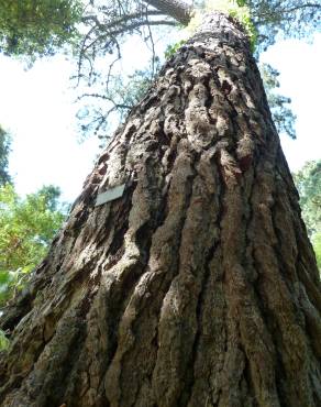 Fotografia 5 da espécie Pinus radiata no Jardim Botânico UTAD