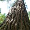 Fotografia 5 da espécie Pinus radiata do Jardim Botânico UTAD