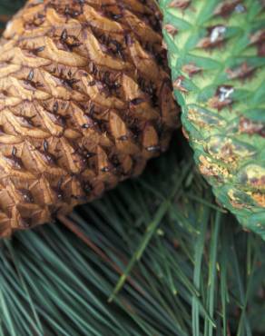 Fotografia 6 da espécie Pinus radiata no Jardim Botânico UTAD