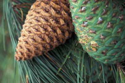Fotografia da espécie Pinus radiata