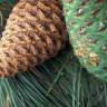 Fotografia 6 da espécie Pinus radiata do Jardim Botânico UTAD