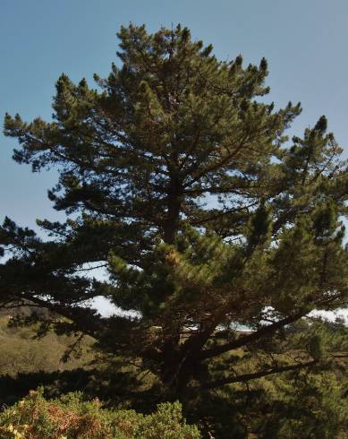 Fotografia de capa Pinus radiata - do Jardim Botânico