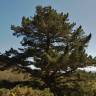 Fotografia 1 da espécie Pinus radiata do Jardim Botânico UTAD