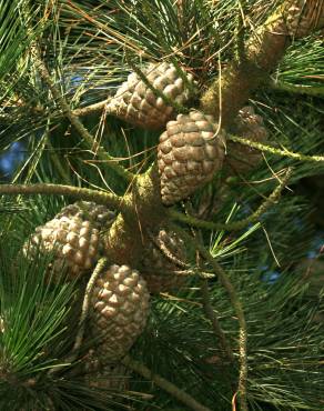 Fotografia 7 da espécie Pinus radiata no Jardim Botânico UTAD
