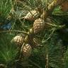 Fotografia 7 da espécie Pinus radiata do Jardim Botânico UTAD