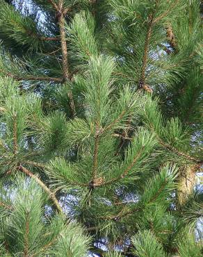 Fotografia 8 da espécie Pinus radiata no Jardim Botânico UTAD