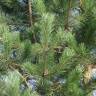 Fotografia 8 da espécie Pinus radiata do Jardim Botânico UTAD