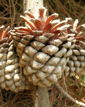 Fotografia 9 da espécie Pinus radiata no Jardim Botânico UTAD