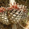 Fotografia 9 da espécie Pinus radiata do Jardim Botânico UTAD