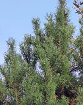 Fotografia 10 da espécie Pinus radiata no Jardim Botânico UTAD