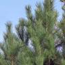 Fotografia 10 da espécie Pinus radiata do Jardim Botânico UTAD