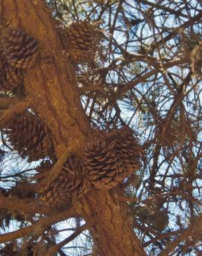 Fotografia 11 da espécie Pinus radiata no Jardim Botânico UTAD