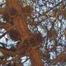 Fotografia 11 da espécie Pinus radiata do Jardim Botânico UTAD