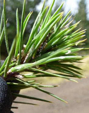 Fotografia 12 da espécie Pinus radiata no Jardim Botânico UTAD