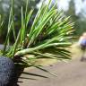 Fotografia 12 da espécie Pinus radiata do Jardim Botânico UTAD