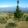 Fotografia 13 da espécie Pinus radiata do Jardim Botânico UTAD