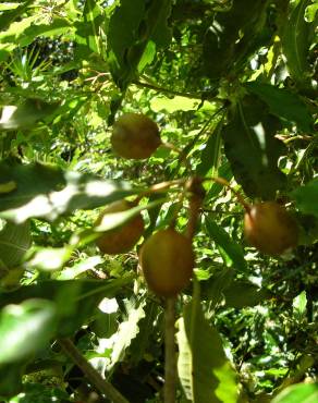 Fotografia 3 da espécie Pittosporum undulatum no Jardim Botânico UTAD