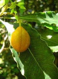 Fotografia da espécie Pittosporum undulatum