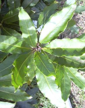 Fotografia 5 da espécie Pittosporum undulatum no Jardim Botânico UTAD