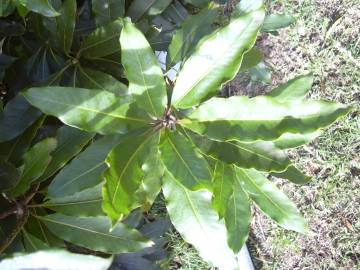 Fotografia da espécie Pittosporum undulatum