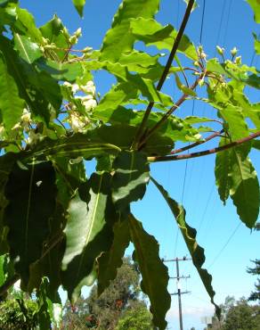 Fotografia 6 da espécie Pittosporum undulatum no Jardim Botânico UTAD