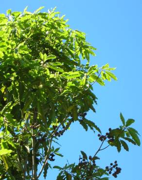 Fotografia 7 da espécie Pittosporum undulatum no Jardim Botânico UTAD