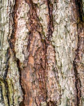 Fotografia 14 da espécie Pinus radiata no Jardim Botânico UTAD