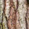 Fotografia 14 da espécie Pinus radiata do Jardim Botânico UTAD