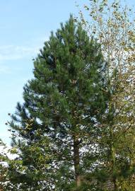Fotografia da espécie Pinus radiata