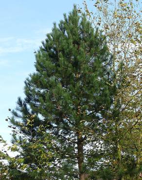 Fotografia 15 da espécie Pinus radiata no Jardim Botânico UTAD