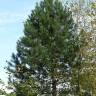 Fotografia 15 da espécie Pinus radiata do Jardim Botânico UTAD