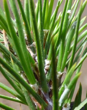 Fotografia 16 da espécie Pinus radiata no Jardim Botânico UTAD